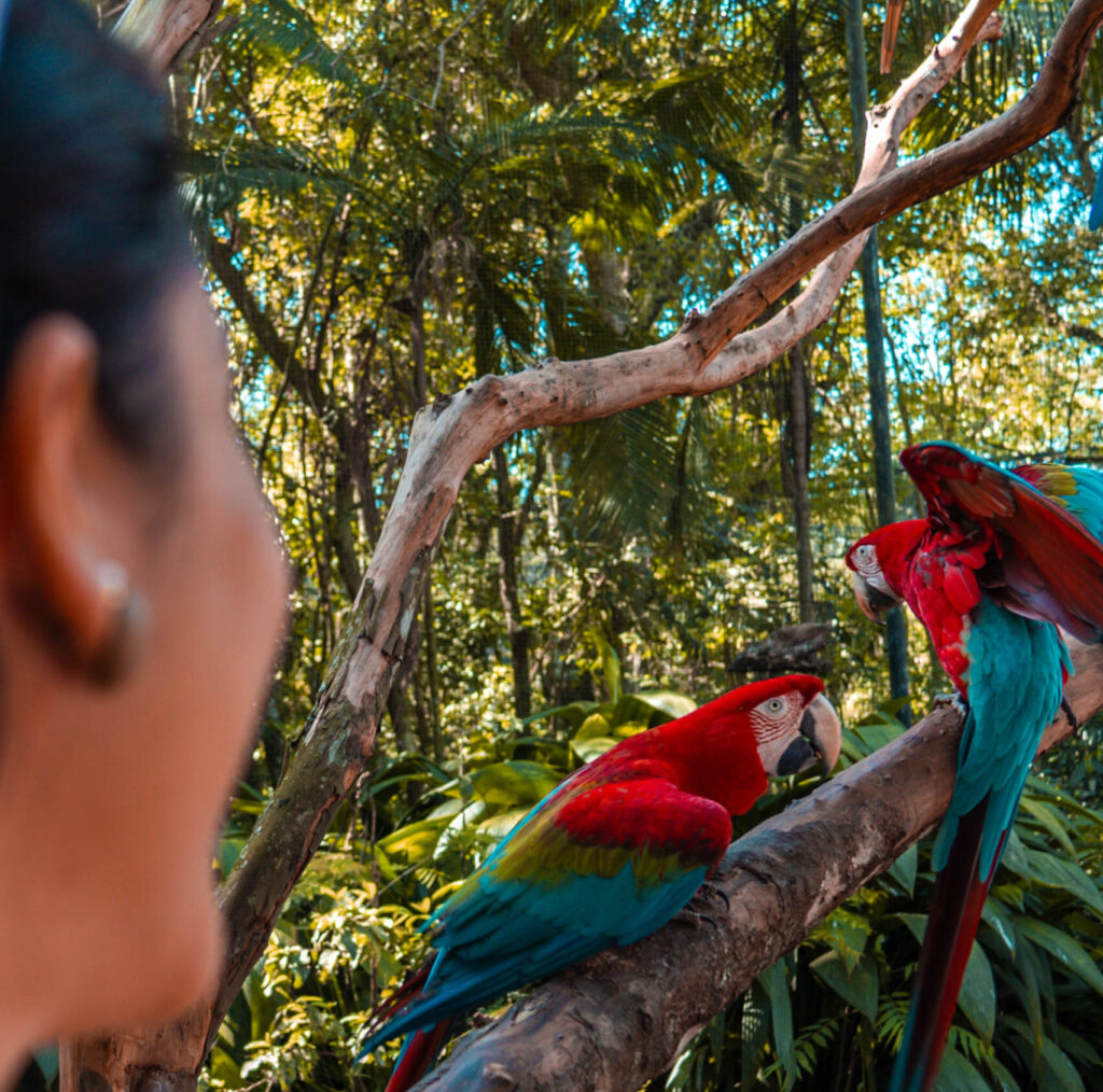 O que fazer em Foz do Iguaçu em 1 dia?
